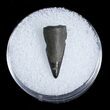 Cretaceous Crocodile Tooth From Maryland #3712-1